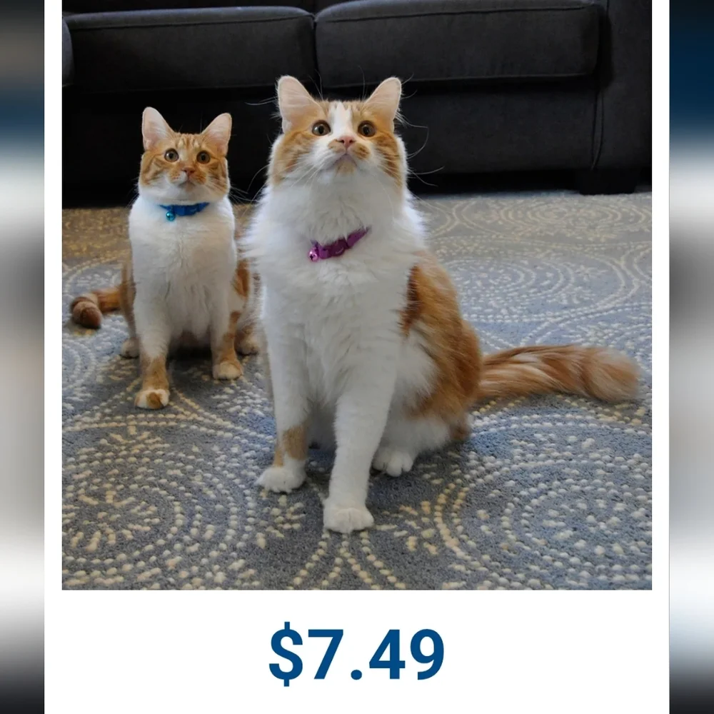 Meijer Kitten Novelty Safety Collar - Blue and Orange